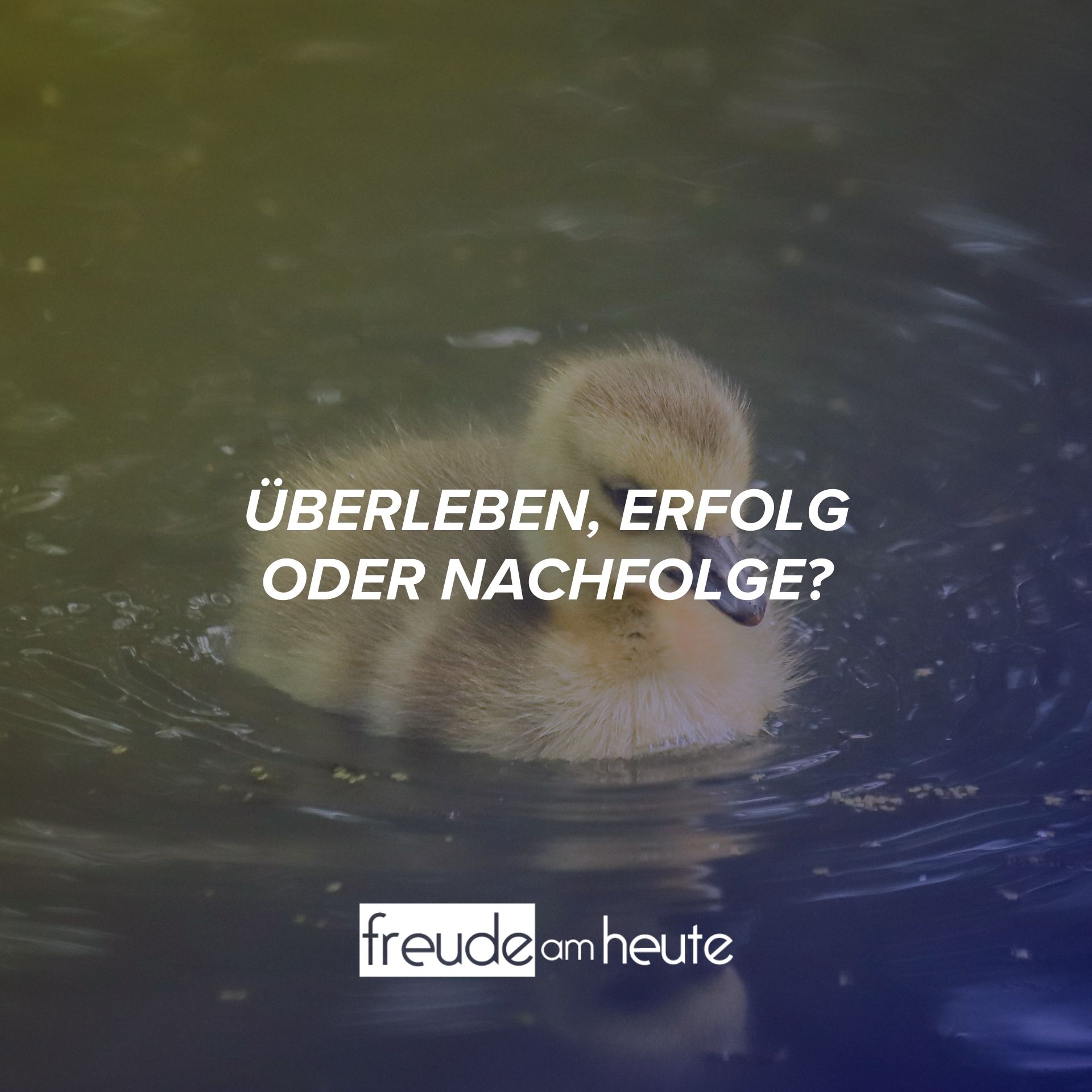 Freude Am Heute