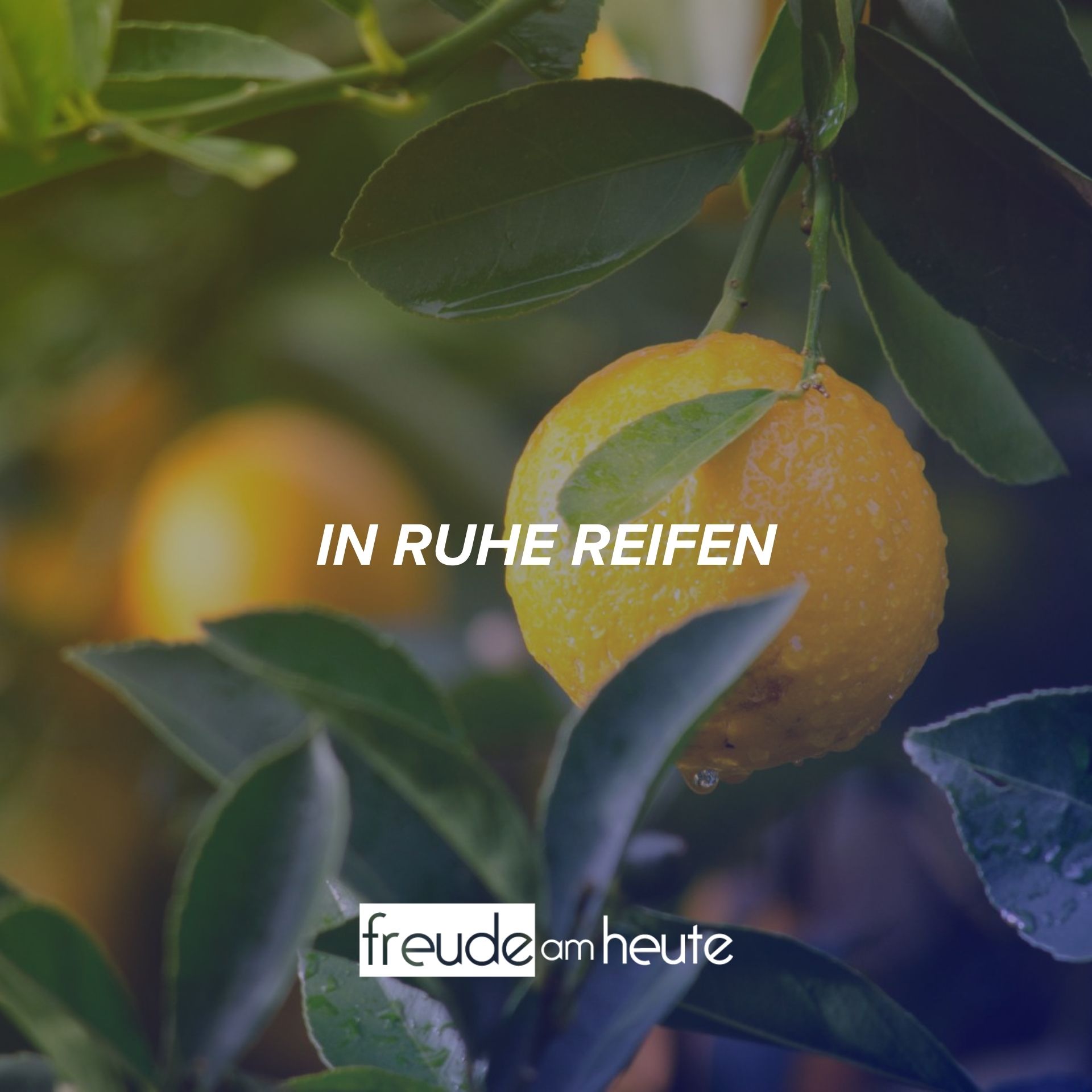 Freude Am Heute